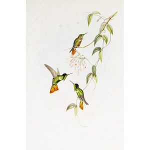 Hooded Vizor-bearer John Gould Family of Hummingbirds or Trochilidae. Volume 4