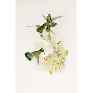 Columbian Violet-Ear John Gould Family of Hummingbirds or Trochilidae. Volume 4