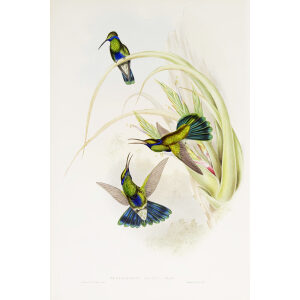 Bolivian Violet-Ear John Gould Family of Hummingbirds or Trochilidae. Volume 4