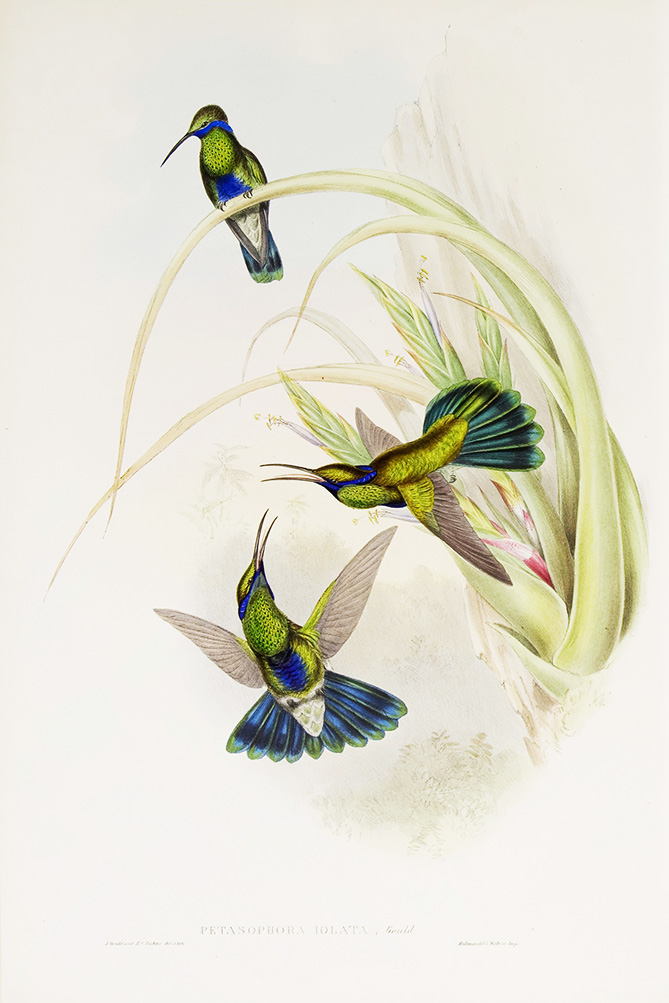 Bolivian Violet-Ear John Gould Family of Hummingbirds or Trochilidae. Volume 4