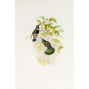 Chequered Violet-Ear John Gould Family of Hummingbirds or Trochilidae. Volume 4