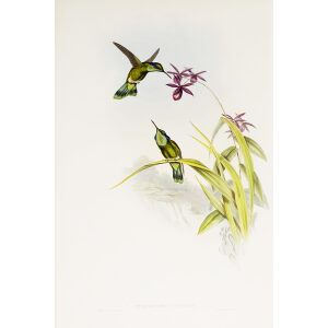 Little Violet-Ear John Gould Family of Hummingbirds or Trochilidae. Volume 4