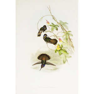 Brown Violet-Ear John Gould Family of Hummingbirds or Trochilidae. Volume 4