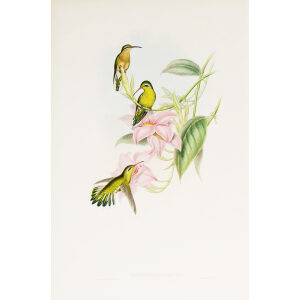 Golden-throated Hummingbird John Gould Family of Hummingbirds or Trochilidae. Volume 4