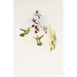 Green-tailed Hummingbird ohn Gould Family of Hummingbirds or Trochilidae. Volume 4