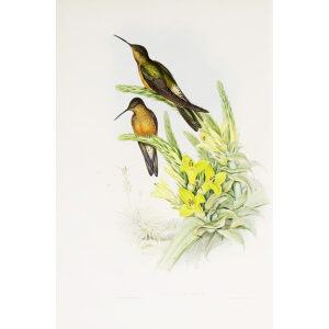 Giant Hummingbird John Gould Family of Hummingbirds or Trochilidae. Volume 4