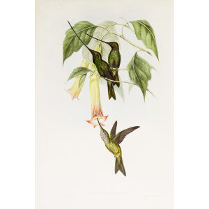 Sword-bill John Gould Family of Hummingbirds or Trochilidae. Volume 4