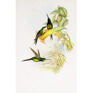 Empress Hummingbird John Gould Family of Hummingbirds or Trochilidae. Volume 4