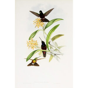 Star-frontlet John Gould Family of Hummingbirds or Trochilidae. Volume 4
