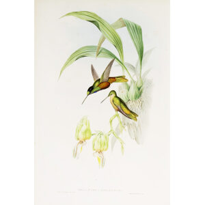 Star-frontlet John Gould Family of Hummingbirds or Trochilidae. Volume 4