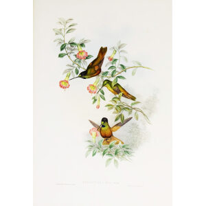 Golden Star-frontlet John Gould Family of Hummingbirds or Trochilidae. Volume 4