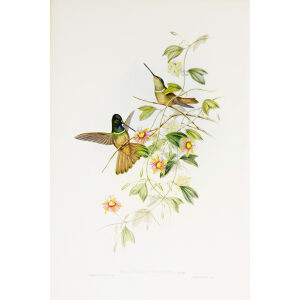Violet-throated Star-frontlet John Gould Family of Hummingbirds or Trochilidae. Volume 4