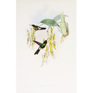 Parzudaki's Star-frontlet John Gould Family of Hummingbirds or Trochilidae. Volume 4