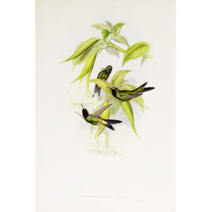 Viola Star-frontlet John Gould Family of Hummingbirds or Trochilidae. Volume 4