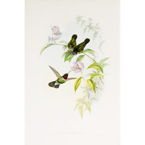 Sun Angel John Gould Family of Hummingbirds or Trochilidae. Volume 4