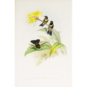 Gorgeted Sun Angel John Gould Family of Hummingbirds or Trochilidae. Volume 4