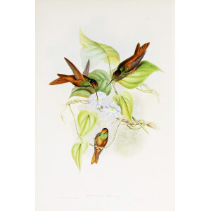 Rainbow John Gould Family of Hummingbirds or Trochilidae. Volume 4