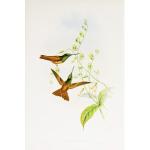 Bolivian Rainbow John Gould Family of Hummingbirds or Trochilidae. Volume 4