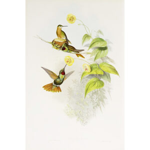 Brazilian Ruby John Gould Family of Hummingbirds or Trochilidae. Volume 4