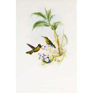 Banded Ruby John Gould Family of Hummingbirds or Trochilidae. Volume 4