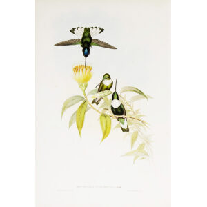 Green-throated Inca John Gould Family of Hummingbirds or Trochilidae. Volume 4