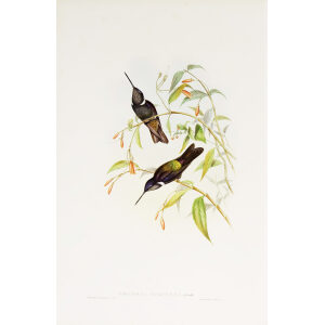 Purple Coeligene John Gould Family of Hummingbirds or Trochilidae. Volume 4