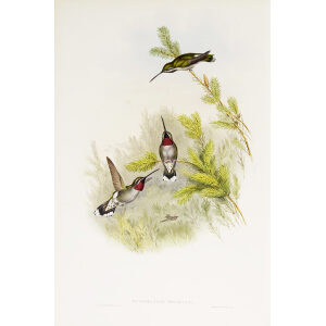 Constant's Starthroat John Gould Family of Hummingbirds or Trochilidae. Volume 4