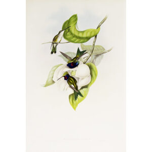 Angela Starthroat John Gould Family of Hummingbirds or Trochilidae. Volume 4