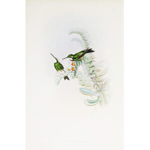 White-throated Oreopyra John Gould Family of Hummingbirds or Trochilidae. Volume 4