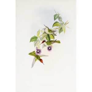 Chilian Firecrown John Gould Family of Hummingbirds or Trochilidae. Volume 4