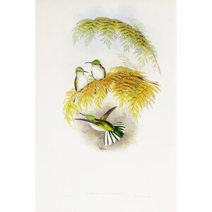 Stokes' Hummingbird John Gould Family of Hummingbirds or Trochilidae. Volume 4