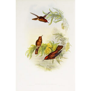 Cinnamon Firecrown John Gould Family of Hummingbirds or Trochilidae. Volume 4