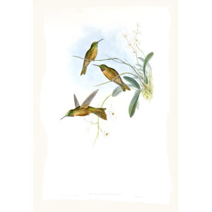 Lilac-throat John Gould Family of Hummingbirds or Trochilidae. Volume 4