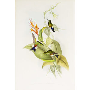 Coppery-bellied Puff-leg John Gould Family of Hummingbirds or Trochilidae. Volume 4