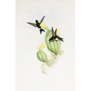 Olive-colourd Puff-leg John Gould Family of Hummingbirds or Trochilidae. Volume 4