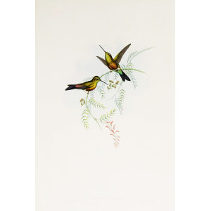 Long-billed Puff-leg John Gould Family of Hummingbirds or Trochilidae. Volume 4