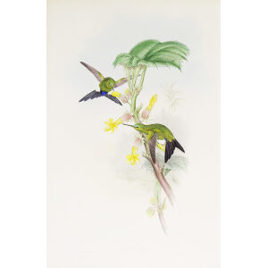 Buquet's Puff-leg John Gould Family of Hummingbirds or Trochilidae. Volume 4