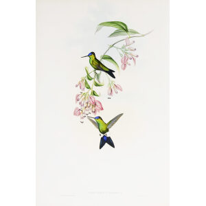 D'Orbigny's Puff-leg John Gould Family of Hummingbirds or Trochilidae. Volume 4