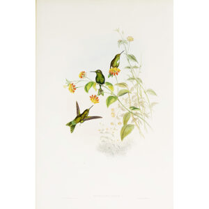 Metallic Puff-leg John Gould Family of Hummingbirds or Trochilidae. Volume 4