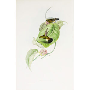 Aurelia's Puff-leg John Gould Family of Hummingbirds or Trochilidae. Volume 4