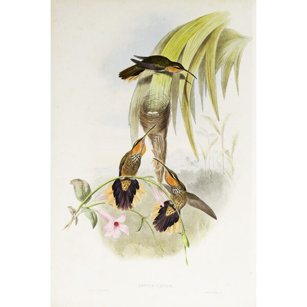 John Gould Family of Hummingbirds Vol I 01