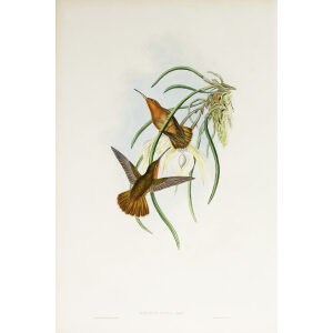 John Gould Family of Hummingbirds Vol I 02