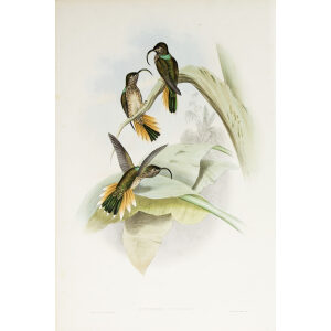 John Gould Family of Hummingbirds Vol I 04
