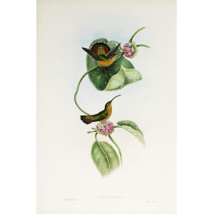 John Gould Family of Hummingbirds Vol I 06