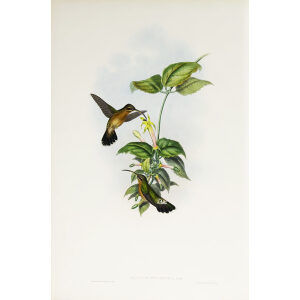 John Gould Family of Hummingbirds Vol I 09