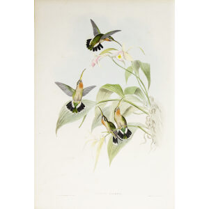 John Gould Family of Hummingbirds Vol I 11