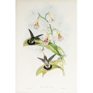 John Gould Family of Hummingbirds Vol I 12