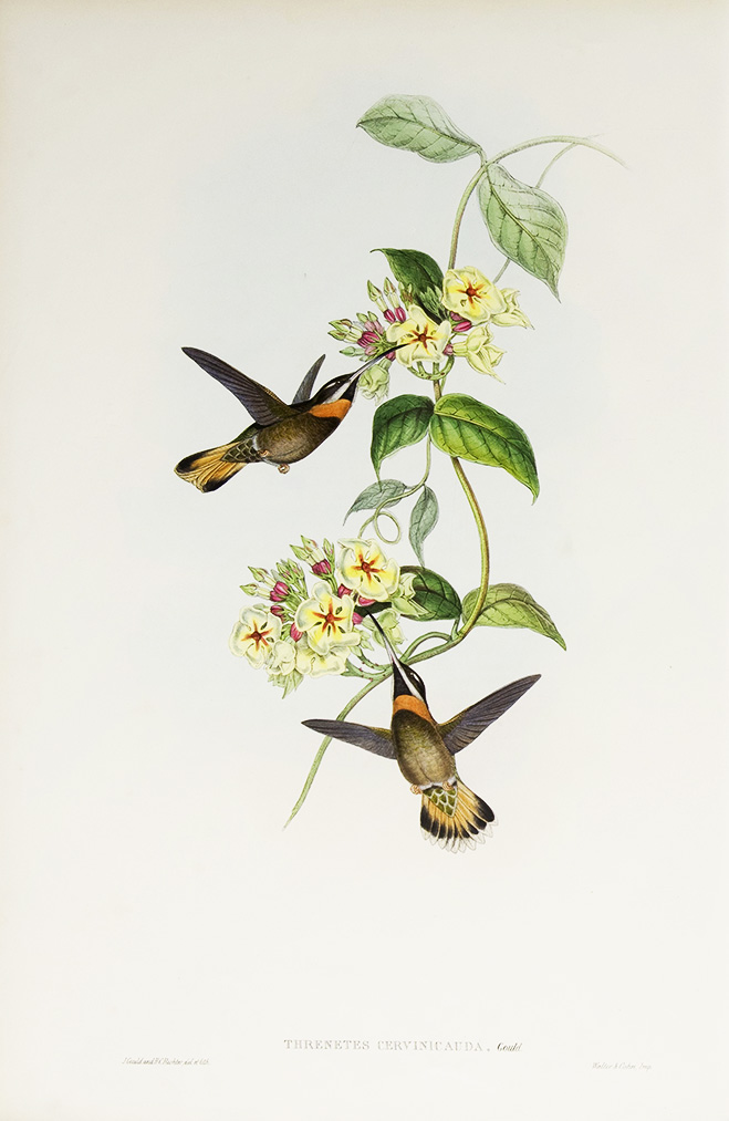 John Gould Family of Hummingbirds Vol I 14