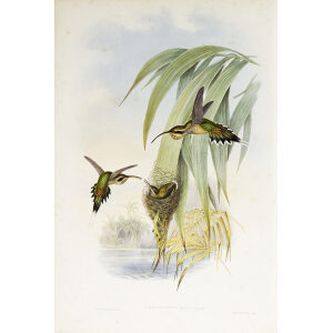 John Gould Family of Hummingbirds Vol I 16