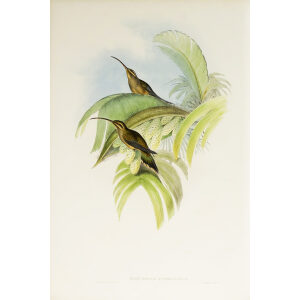 John Gould Family of Hummingbirds Vol I 17